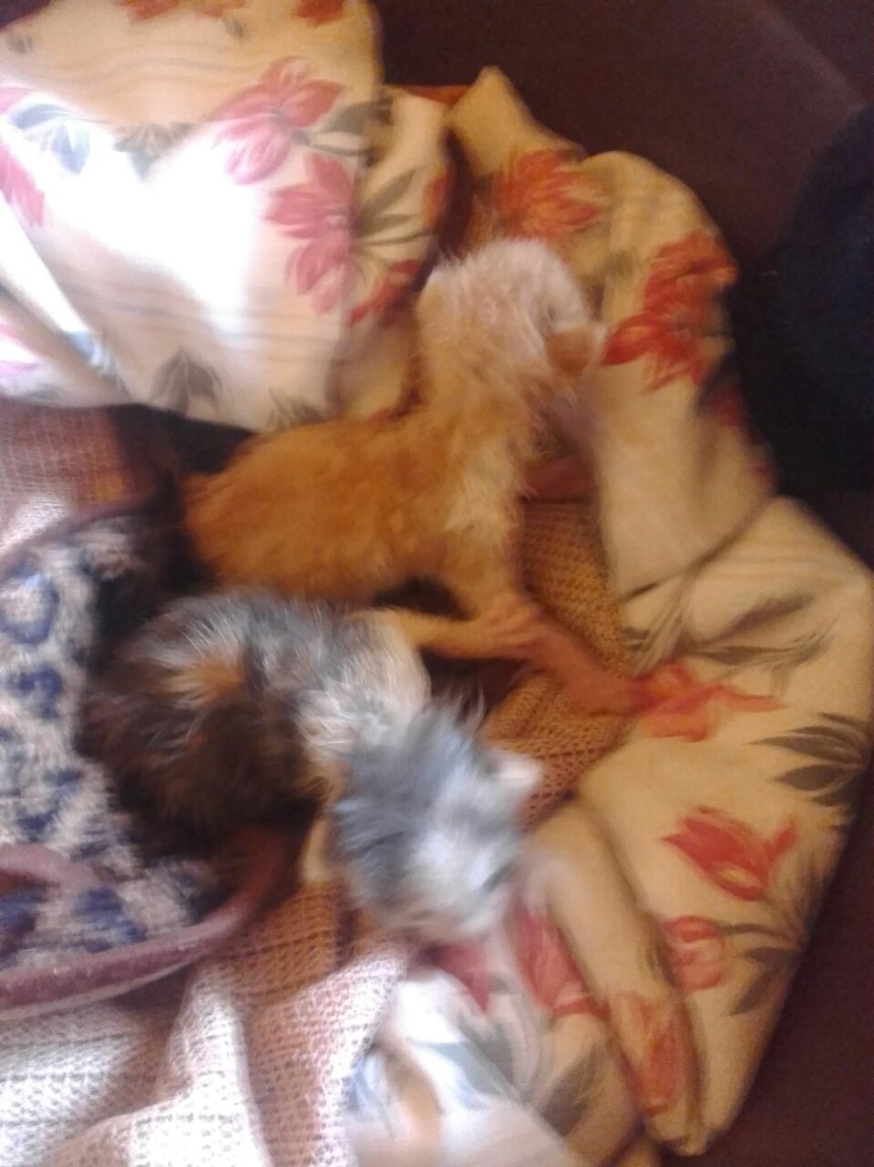 Dos gatitos recién nacidos necesitan un hogar urgente