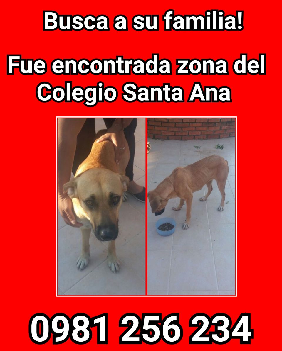Perrita encontrada en zona del colegio Santa Ana busca a su familia
