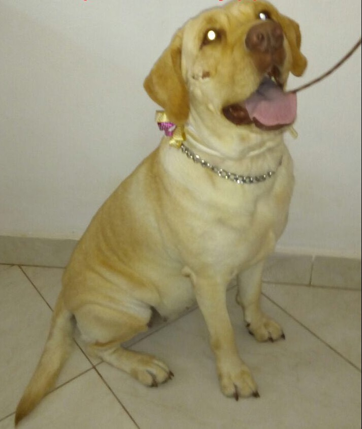 Rita, una perra de raza labrador con leish positivo busca hogar