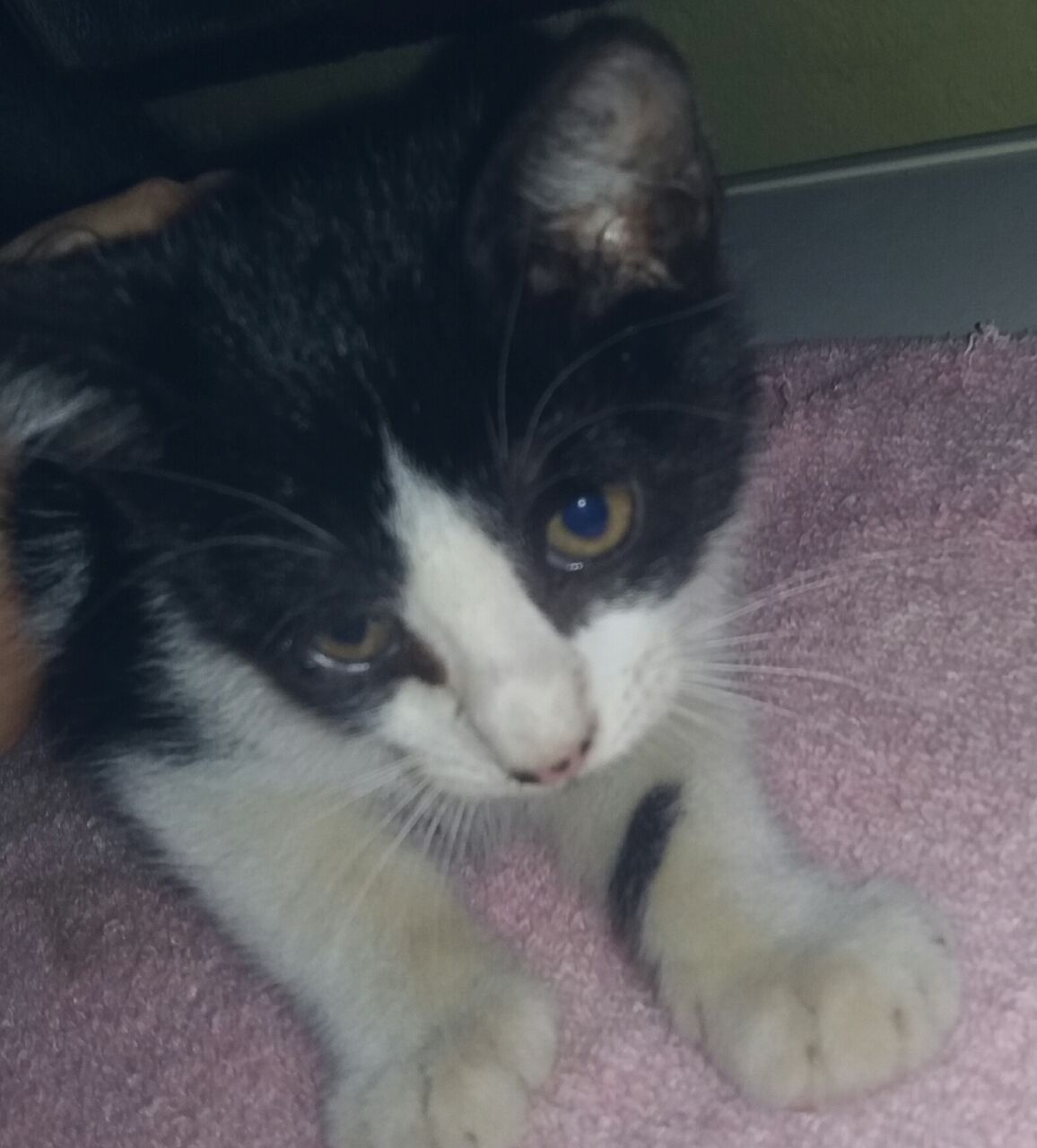 ¡Este gatito espera que le des un hogar para pagártelo con mucho amor!