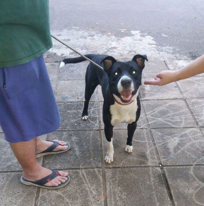 Pitbull encontrado en Fernando de la Mora