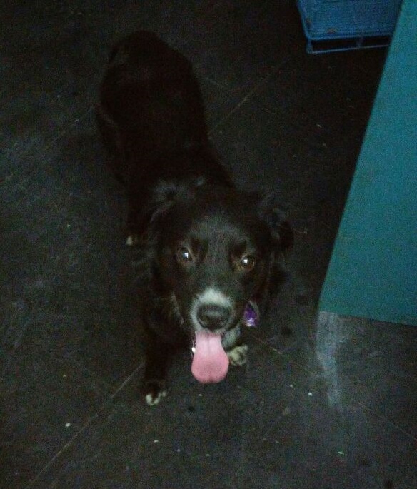 Perrito encontrado en el barrio San Vicente, de Asunción