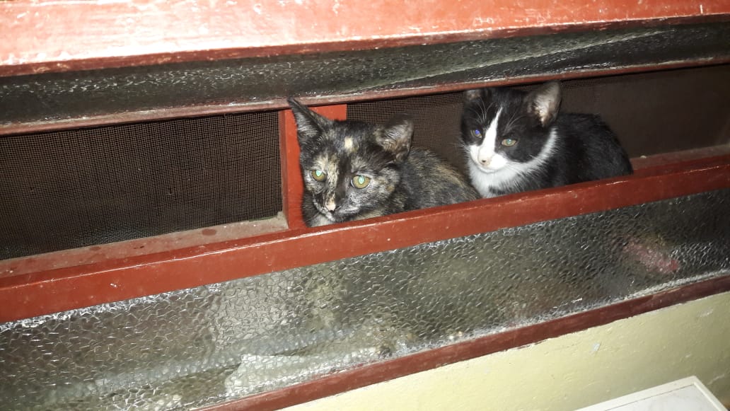 Gatitos esperan por un hogar con mucho amor