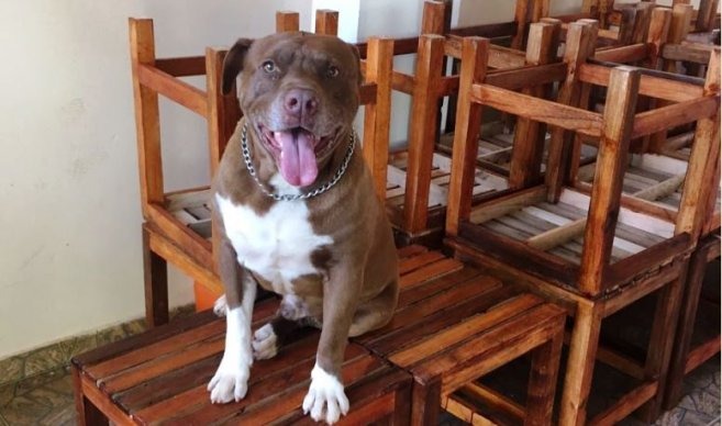 Agresor del pitbull «Tony» pagará una indemnización de G. 17 millones