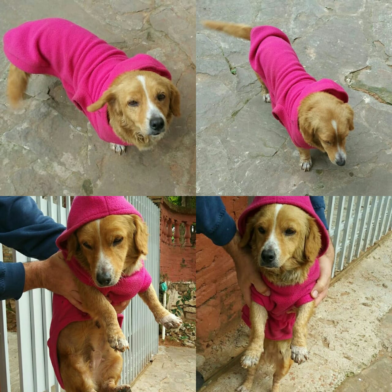 ‘Chuca’ necesita una familia que la adopte