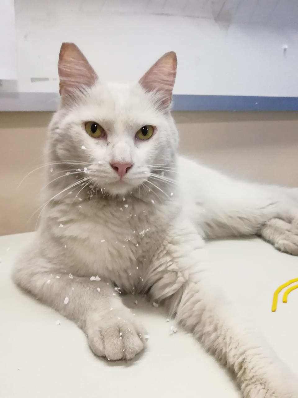Ramsés: El hermoso gatito blanco de Ñandutí