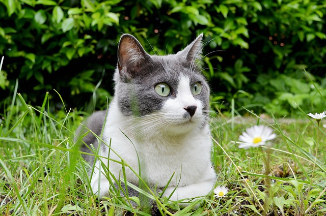 Este miércoles se celebra el Día Internacional del Gato, pero no es el único