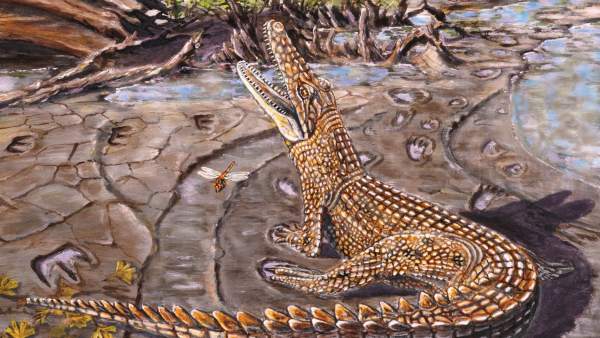 Los cocodrilos prehistóricos australianos vivían en aguas salobres
