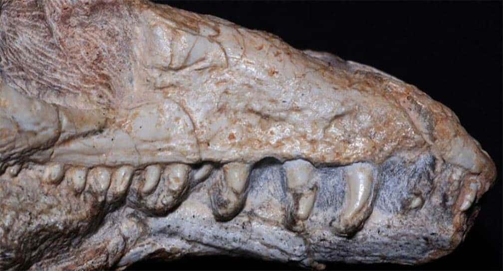 Descubren fósil de nuevo reptil que vivió hace 237 millones de años en Brasil