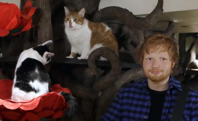 Ed Sheeran crea cuenta de instagram a sus gatos, Dorito y Calippo
