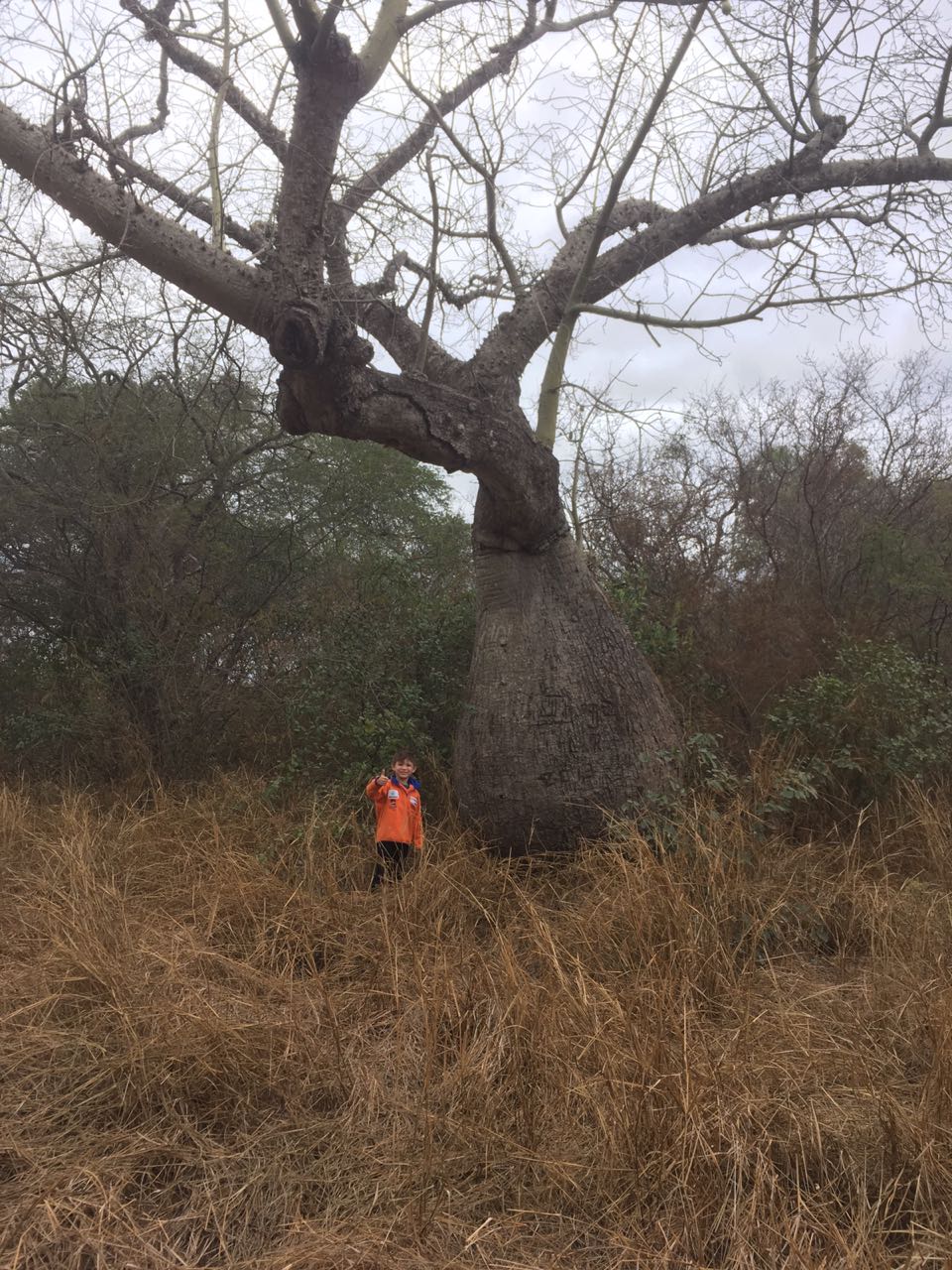 Hijo de periodista inscribe un árbol Samu’u al concurso “Colosos de la Tierra”