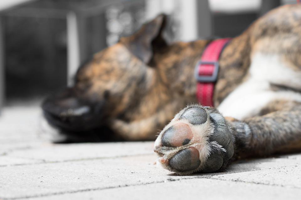 Imputan a una mujer por abandonar a su perro sin agua y alimentos hasta morir