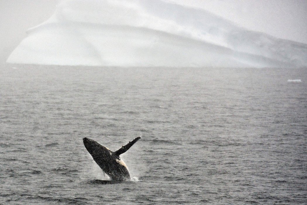 Las ballenas jorobadas comienzan a recuperar su tasa de natalidad