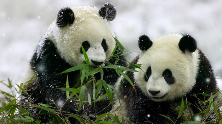 Pekín acoge la Semana Cultural del Panda para promover su influencia global