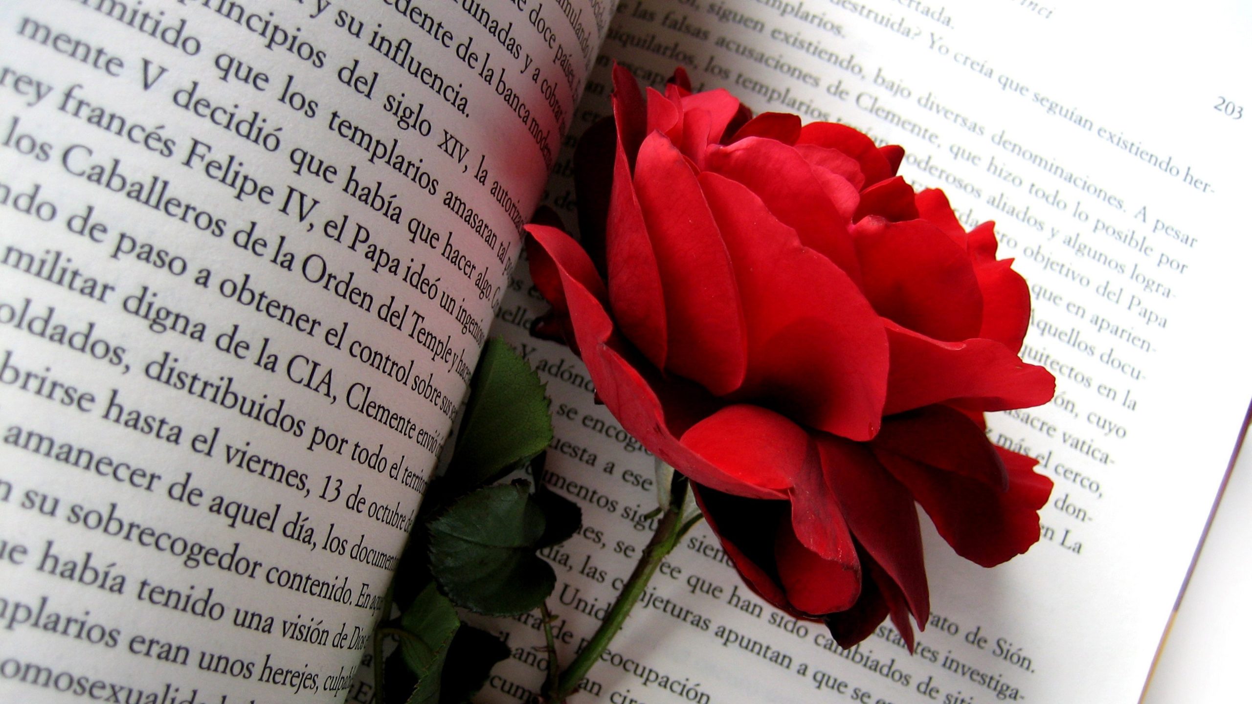 ¿Por qué se regalan rosas en el Día del Libro?