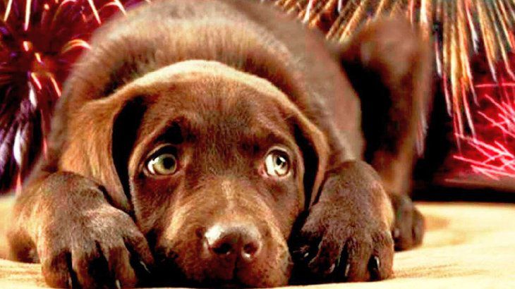 Tips para que las mascotas no sufran con la pirotecnia