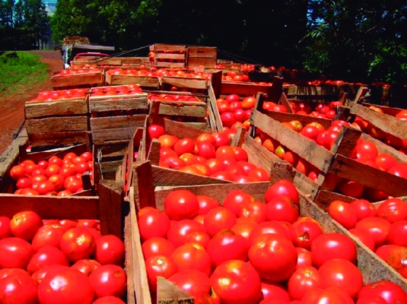 Productores locales apuntan a lograr cubrir la demanda de productos frutihortícolas