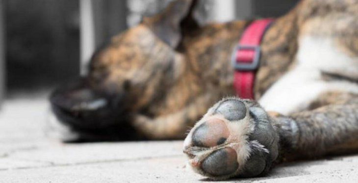 Jueza de Altos desmiente maltrato animal: “Yo digo que es una persecución por alguna resolución”