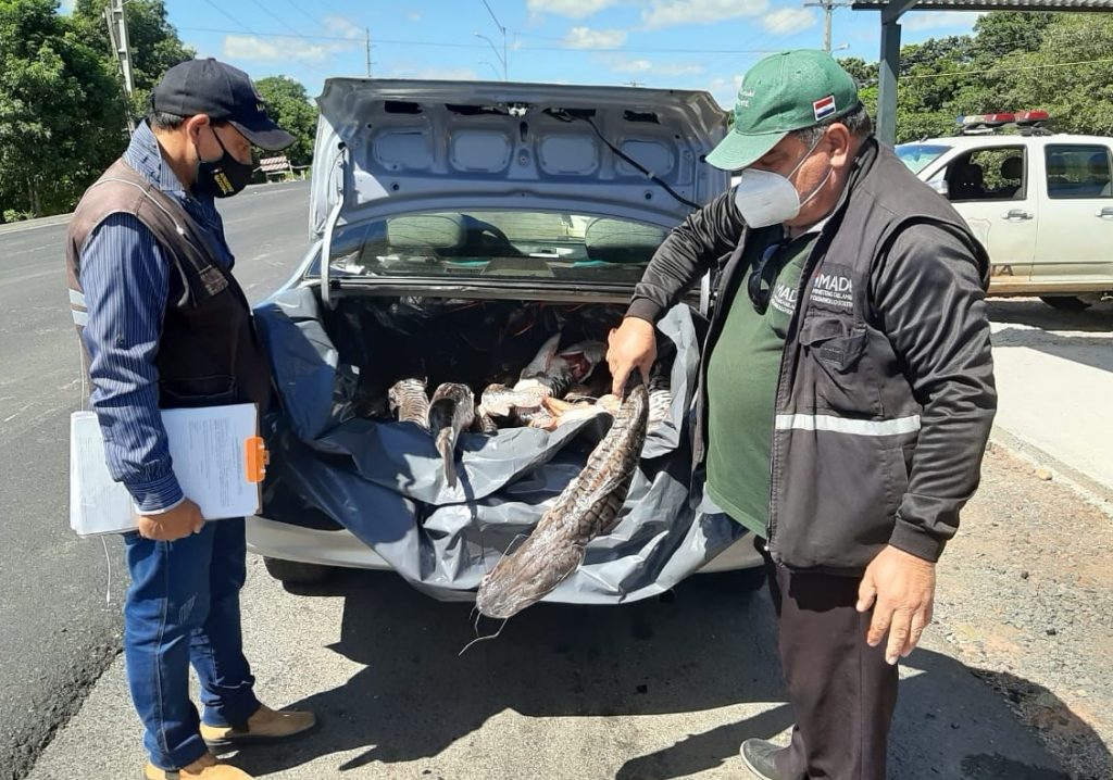 Incautan pescados sin documentaciones en la zona de Villeta