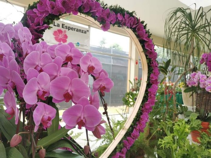 Habilitan Expo Feria de Orquídeas en San Lorenzo por el Día de los Enamorados