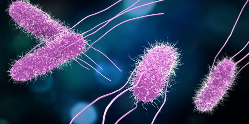 Descubren cómo ciertas bacterias cambian de forma para resistir a los antibióticos