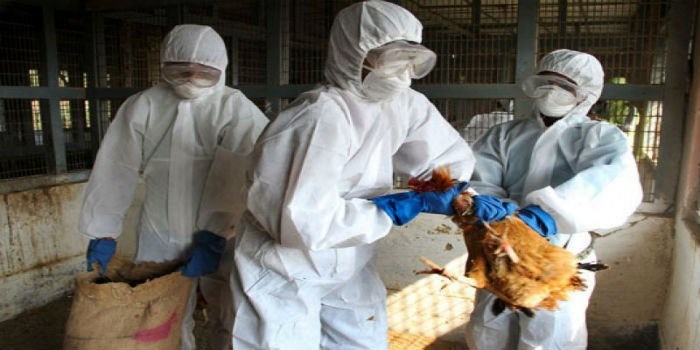 Rusia detectó primer caso de transmisión de cepa H5N8 de gripe aviar a seres humanos