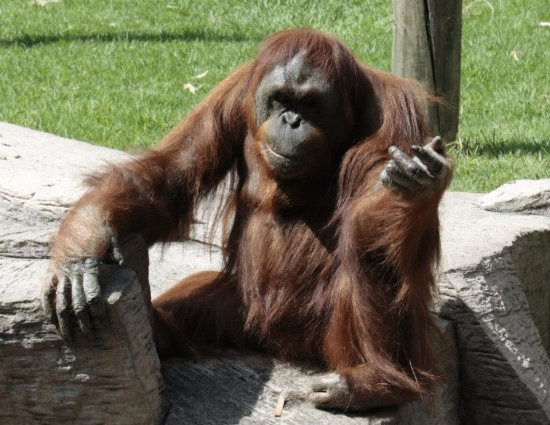 Orangutanes en cautiverio crean más formas de comunicarse que sus congéneres en libertad