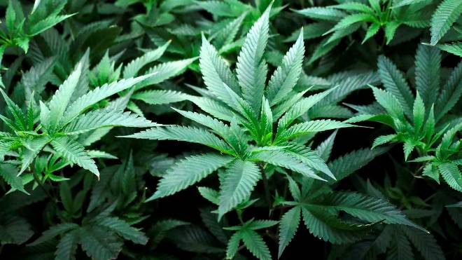 El estado de Nueva York aprobó el uso recreativo de la marihuana