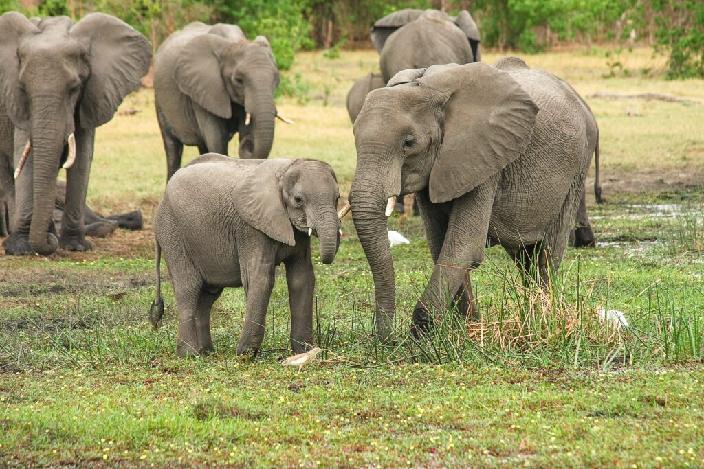 Las especies de elefantes africanos ahora están en peligro de extinción