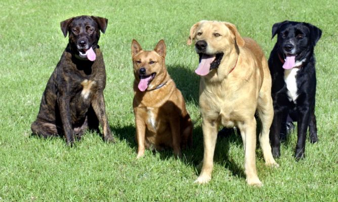 El cuerpo entero del perro habla