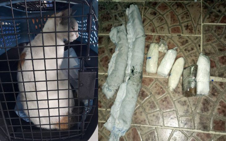 Detienen a un ‘narcogato’ que intentaba entrar con droga a una cárcel de Panamá