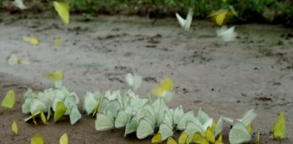 «La necedad del hombre blanco», un documental de Celeste Casco