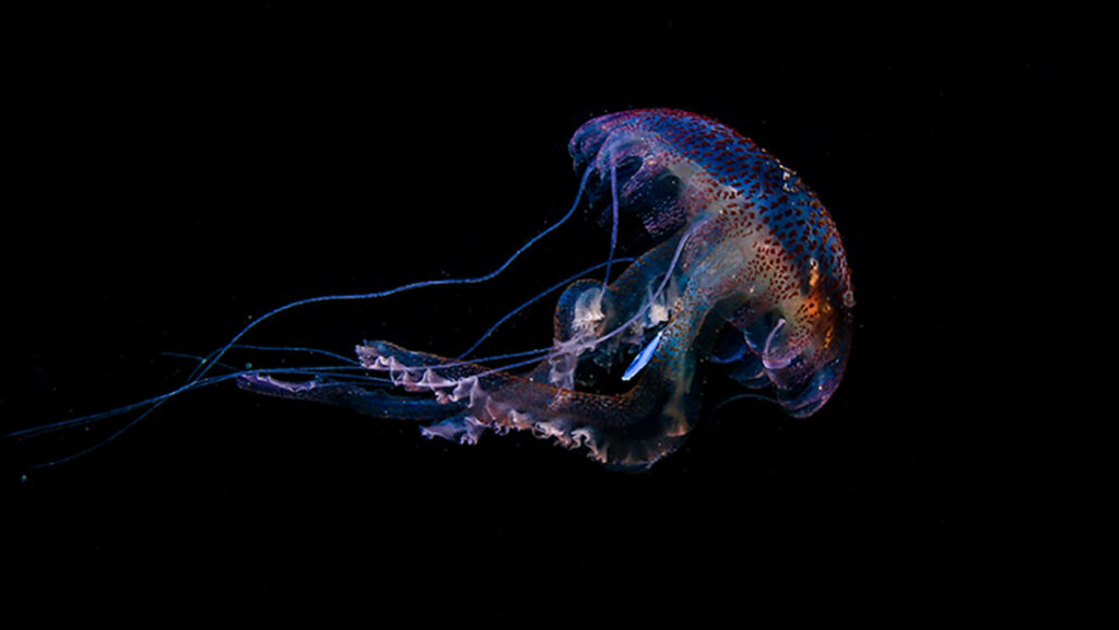 Fotografían por primera vez a una medusa con plástico en el estómago