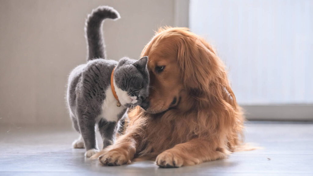 Factores a tener en cuenta a la hora de adoptar un animalito