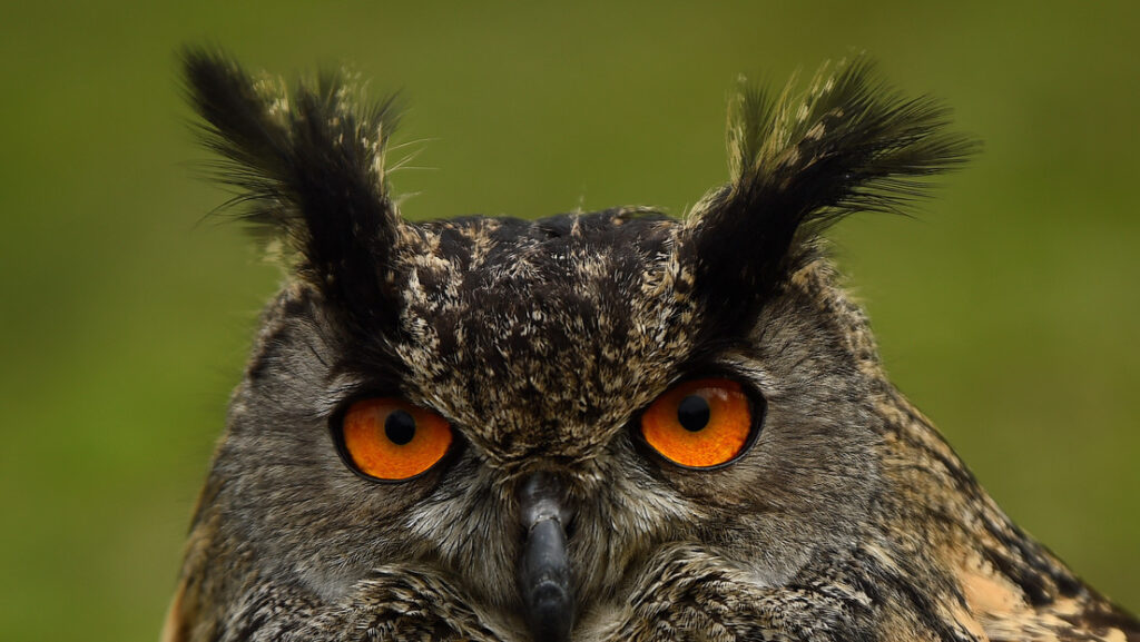 Confirman observación de una rara especie de búho con ojos anaranjados por primera vez desde 1892
