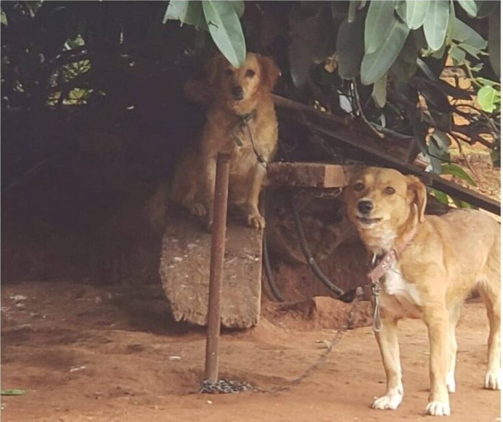 Fiscalía aguarda informe clínico de los 8 perros rescatados para determinar si hubo hecho punible