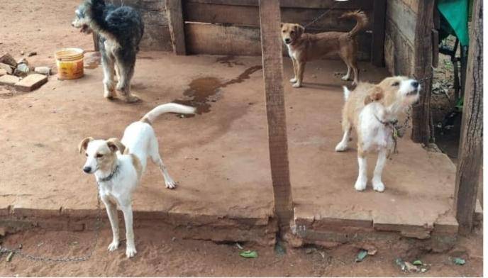 Rescatan a 8 perros tras denuncia por maltrato animal en San Lorenzo