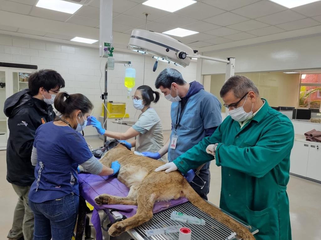 Puma rescatado en Canindeyú se encuentra en buen estado de salud