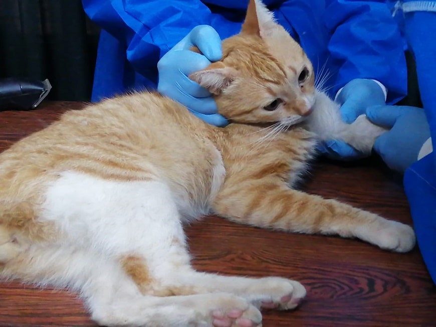 ¿Por qué es importante la castración felina?