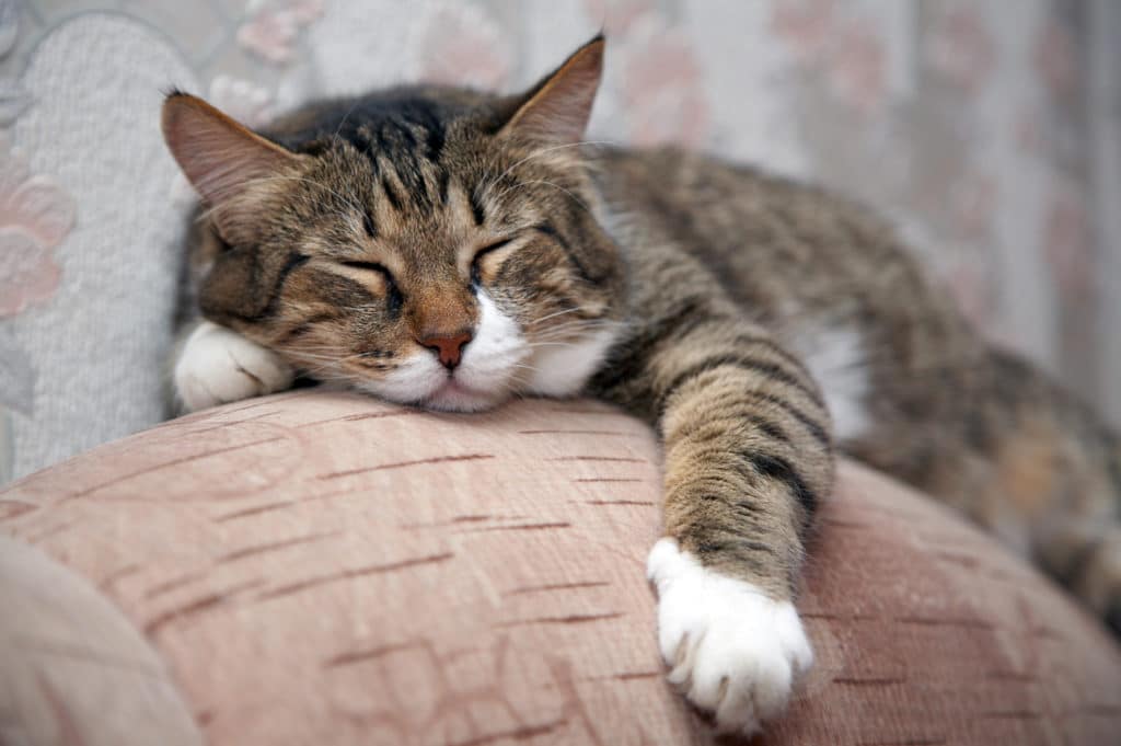 Lucy Yegros lanzará su libro “Vida de gatos”