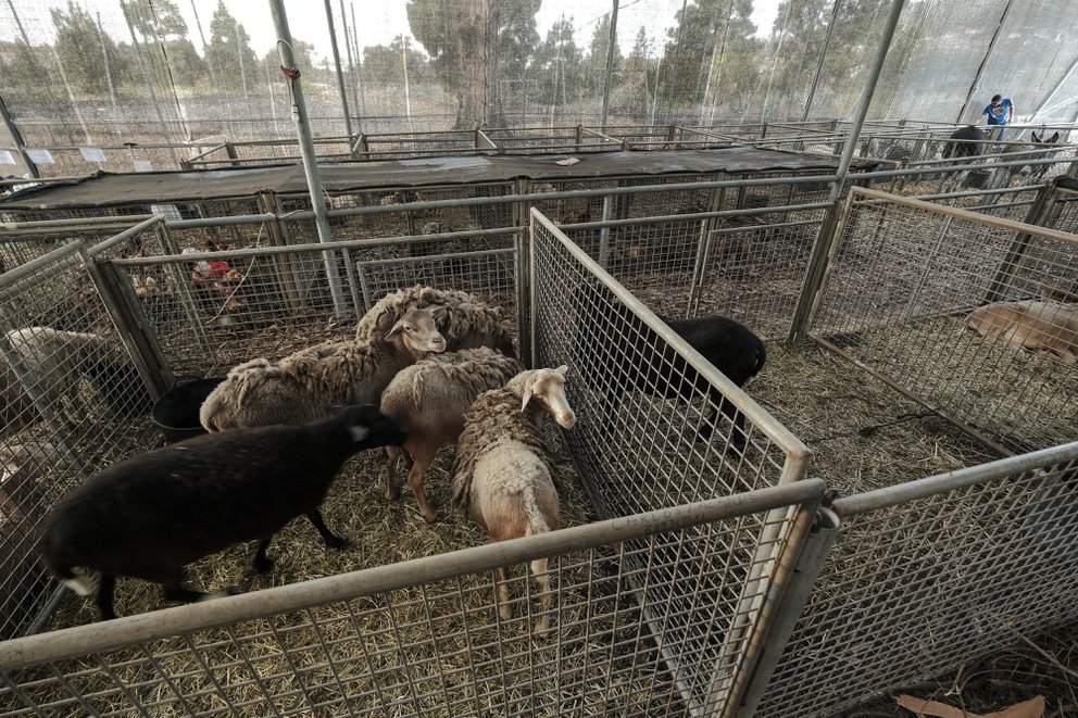 El dramático rescate de cabras, gallinas y conejos ante la lava del volcán La Palma
