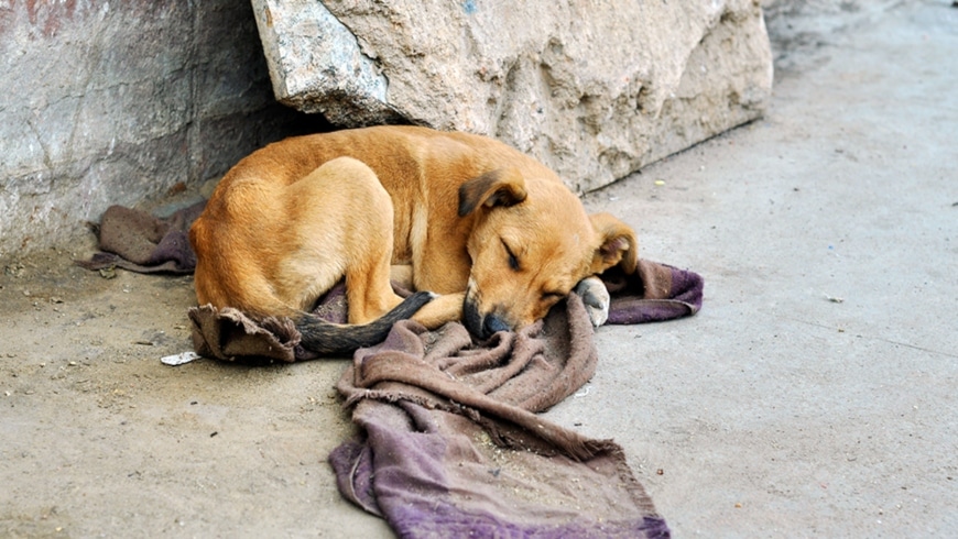 Programa de castraciones buscan reducir la cantidad de animales en las calles, dicen desde zoonosis