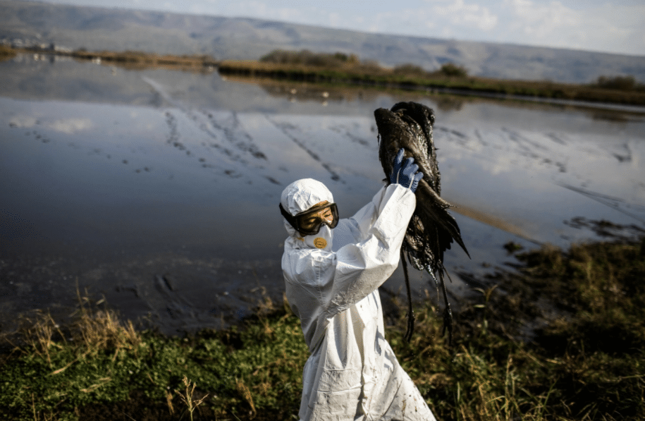 Israel: Prohíben caza de animales silvestres ante brote de Gripe Aviar
