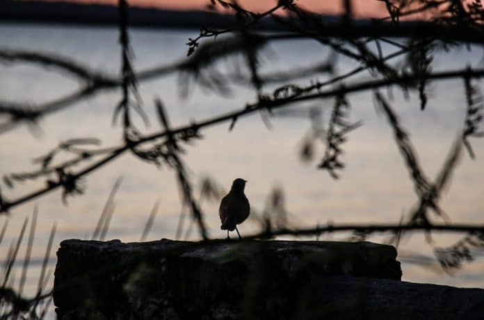 Clima frío a fresco y cielo escasamente nublado para este lunes, según Meteorología