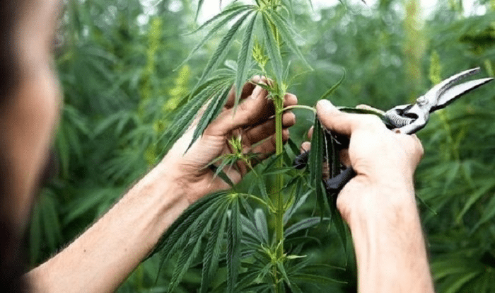 Paraguay es país referente en foro de la ONU sobre cultivo de cáñamo