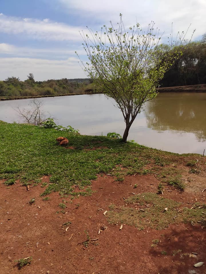 Imputan a un brasileño por supuestos delitos ambientales