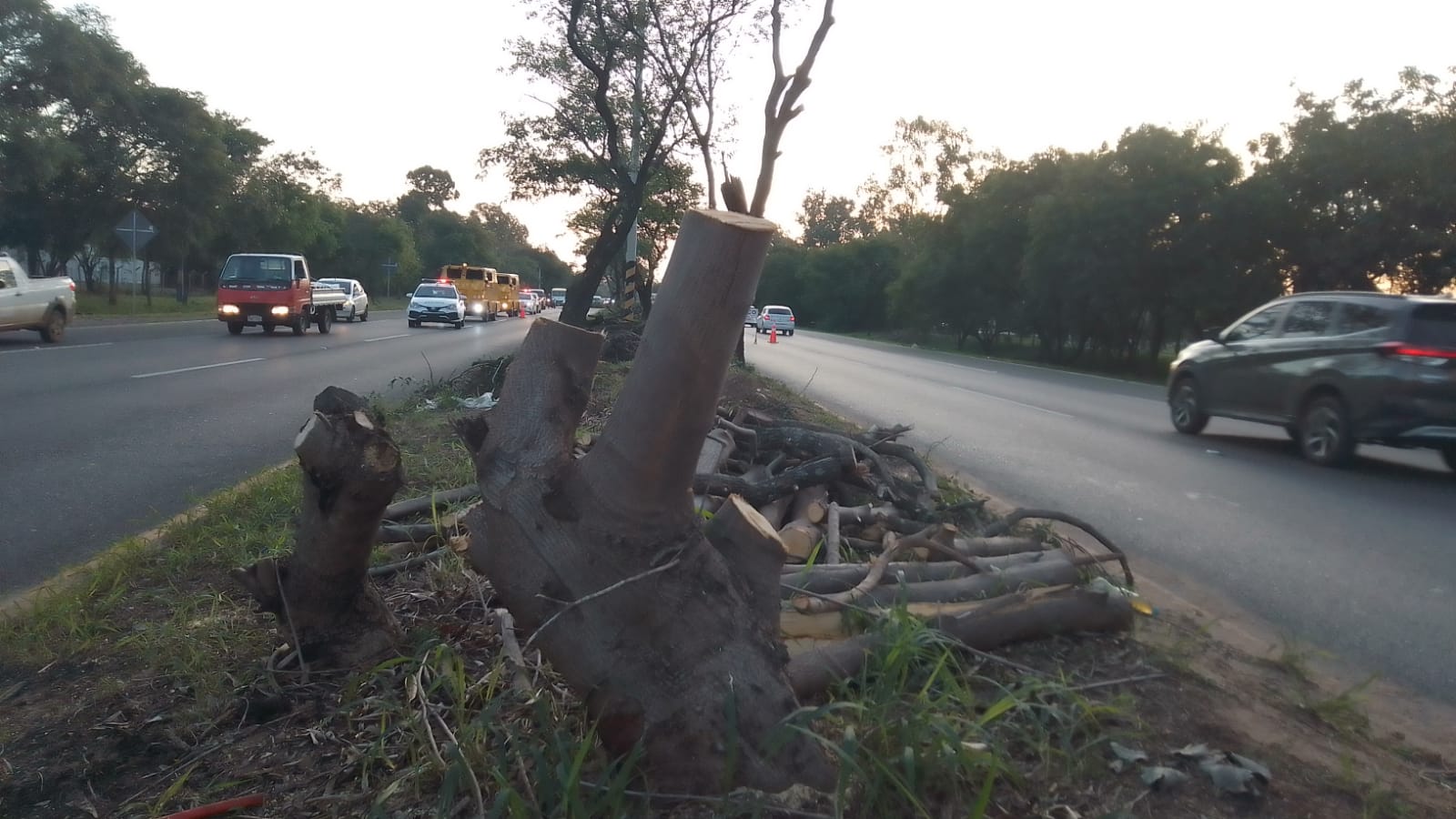 Encargada de Parques del MOPC dice que no sabe nada de la tala de árboles en la Autopista Ñu Guazú