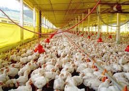Contrabando perjudica agroindustria, afirma empresaria