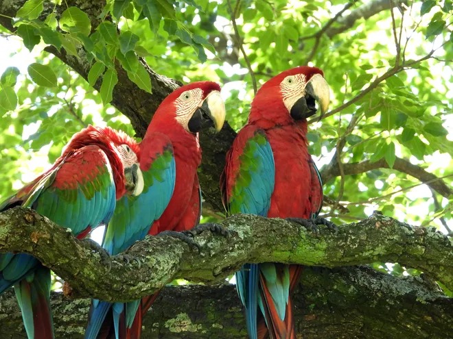 “Guacamayos Urbanos”: El proyecto que trabaja en la repoblación de la especie en Central