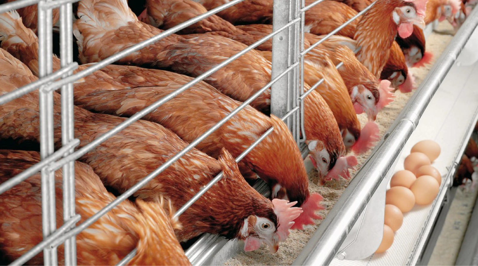 Productores de pollos preocupados por el contrabando: “Nos afecta a todos”, afirman